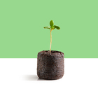 Kit Mudas | Girassol